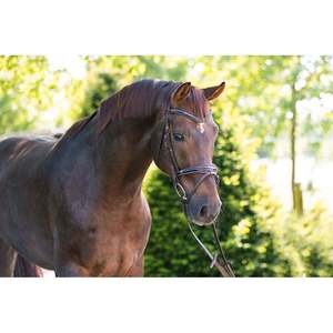 Ensemble de bridonnettes équestres en cuir traditionnel - ANNABELLE EQUESTRIAN - Équipement d'équitation durable et personnalisable pour l'extérieur - Product Image 1