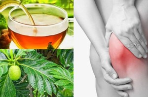 Hojas de panacá deshidratadas al por mayor, té de hierbas, extracto herbal, refresca el cuerpo y alivia el dolor de muelas, duración de vida útil 12 meses, exportación GL - Product Image 4