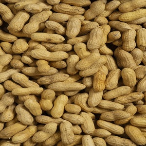 Arachides brutes de qualité supérieure Java 100% – Grains d'arachide de haute qualité en vrac – Fournisseur en gros – Riches en protéines - Product Image 4