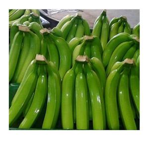 Bananes fraîches Cavendish G9 de haute qualité pour les grossistes du Moyen-Orient – Meilleur prix, fruits tropicaux du Vietnam par 99 Gold Data - Product Image 6