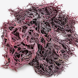 Musgo Marino Morado Seco, Musgo Irlandés, Procesado AD, Alta Calidad/ Ms.Alina - Product Image 1