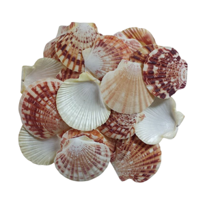 CONCHA DE VIEIRA ENTERA SOSTENIBLE DE PRIMERA CALIDAD, EN OFERTA, PARA DECORACIÓN, PECERÍAS Y USO DOMÉSTICO - Product Image 1