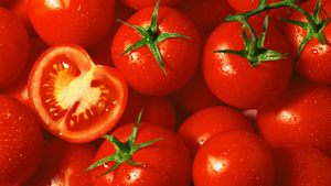 Tomates rouges biologiques fraîches, approvisionnement direct usine, tomates de ferme de haute qualité pour la vente en gros et l'exportation en vrac - Product Image 3