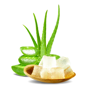 Gelée d'aloe vera premium la plus vendue 280g 9.8oz Naturelle Biologique Rafraîchissante pour desserts, restaurants, distribution au détail et exportation - Product Image 5