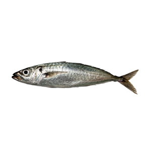 Mejor Precio de Pescado Macarela Fresco Listo para Exportación a Granel y Suministro Comercial - Product Image 1
