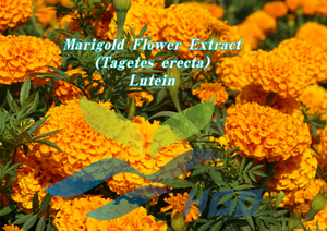 Extrait de fleur de souci pur et naturel (Tagetes erecta) de qualité alimentaire, luteïne 5 %, extrait standardisé, fourni directement par l'usine HGO - Product Image 2