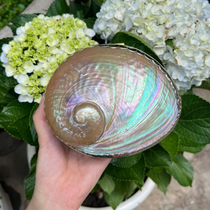 Luxury Mother of Pearl Jewelry Box | Oval <b>Abalone</b> & Scallop <b>Shell</b> Case | Iridescent Home Decor - Product Image 2