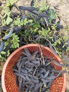 Langosta seca de miel de alto grado Fructus Gleditschiae de Vietnam - Product Image 5