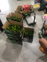 Citrons sans pépins du Vietnam avec une peau lisse Taille S M L Disponible Emballé Frais pour les supermarchés et les acheteurs mondiaux en gros