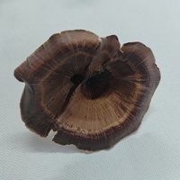 Plantes séchées botaniques, douces, délicates, naturelles, matière végétale sèche, champignons dorés, écologiques pour pot-pourri, aquariums, bricolage