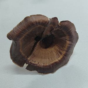 Plantes séchées botaniques, douces, délicates, naturelles, matière végétale sèche, champignons dorés, écologiques pour pot-pourri, aquariums, bricolage - Product Image 5