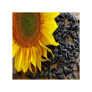 Vente directe usine : Graines de tournesol biologiques en vrac, purement naturelles, saines, de la dernière récolte - Product Image 6