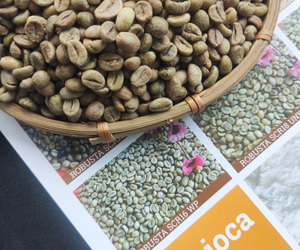 Hot Selling Premium <b>Robusta</b> Quality Green <b>Coffee</b> <b>Beans</b> Vietnam Specialty OEM/ODM Roasted GMO Grade a Ready Export - Product Image 6