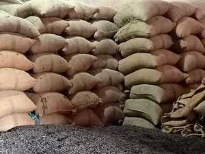 Langpepper von Bestqualität aus Madura Indonesien, direkt aus dem Garten mit hoher Qualität geerntet - Product Image 4