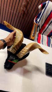 แตรแกะทำมือขนาดใหญ่ เสียงดังไพเราะ ทันสมัย กันน้ำ ผลิตด้วยมือ แบรนด์ Falak World Export ขัดเงาแล้ว - Product Image 2