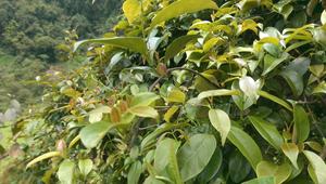 ใบไม้เขียวแช่แข็งจากแม่น้ำ สำหรับทำซุปสไตล์เอเชียตะวันออกเฉียงใต้แบบดั้งเดิม - Product Image 6