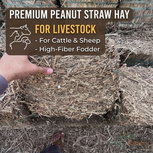 Premium BIGWANI Brand A+ Grade Peanut <b>Straw</b> Hay <b>Bales</b> High Fiber Animal Feed Fodder for Cattle Sheep 2 Year Shelf Life 8-12% - Product Image 4