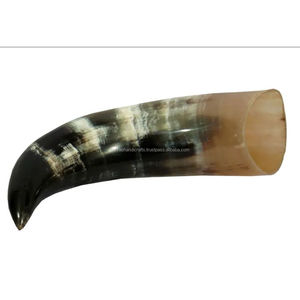 Cuerno de Buey para Beber, Artesanía Religiosa, Decoración Animal, Tallado Pulido, Hecho en India - Product Image 6