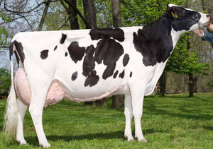 Vaches laitières Holstein pour l'élevage laitier commercial et la fourniture en gros - Product Image 5