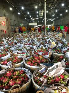 Fruits du dragon rouges séchés riches en antioxydants |   Sans OGM et sans sucre ajouté |   Fruits tropicaux exotiques du Vietnam - Sandra - Product Image 6