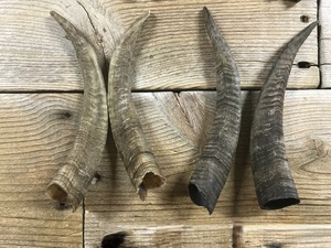 Paires de cornes de chèvre naturelles, finition rustique, écologiques, neuves, de haute qualité pour la décoration et l'artisanat - Product Image 6