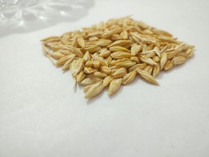 Grano de Cebada para Alimentación de Ganado y Caballos, Proveedor de Alimentos para Ganado al por Mayor, Exportador - Product Image 2
