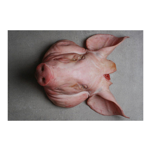 Têtes de porc entières (corps) surgelées IQF, emballées en vrac dans des cartons. Sans oreilles, langue ni joues. 20 kg de qualité supérieure - Product Image 1