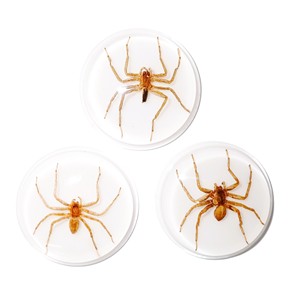 Araña Fantasma, Espécimen Real, Cabujón de Plástico Redondo de 38.5x38.5 mm, Base Plana Blanca para Manualidades y Joyería - Product Image 4