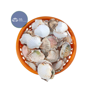 [ALTA CALIDAD] |   3 Piezas de Conchas de Caracol Pequeñas Multicolores para Decoración del Hogar, Venta al por Mayor, Vietnam - Product Image 1
