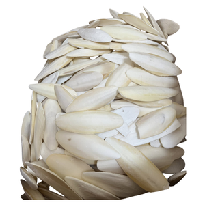 BLUE LOTUS Os de Seiche Naturel Pur Coupé en Morceaux Supplément de Calcium Écologique Premium pour Reptiles et Oiseaux Absorption Rapide 1,0 kg - Product Image 1