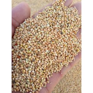 Kê vàng hữu cơ từ uzbekistan thức ăn chăn nuôi bổ sung cho kê đỏ vỏ trắng và xanh - Product Image 4