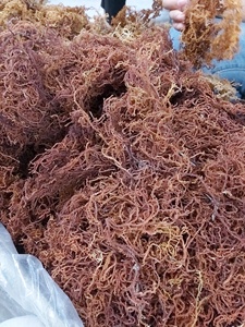 Mousse marine séchée brute de qualité supérieure, cueillie en pleine nature |   Eucheuma Cottonii |   Fournisseur en gros du Vietnam : Algues violettes / Mousse d'algues irlandaise séchée - Product Image 2