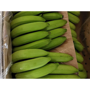 Bananes Cavendish vertes de qualité export, cultivées naturellement, fraîches, pour la vente en gros et l'usage commercial - Product Image 1