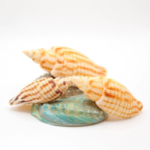 Coquilles d'escargot de mer en gros, coquillages naturels, décorations nautiques de plage, coquillages marins, prix le plus bas - Product Image 1