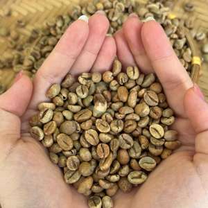 Vietnam Robusta <b>Green</b> Coffee <b>Beans</b> Honey Process Screen Size 13,14,16,18 60 kg <b>Bags</b> High Quality Max 13% Moisture - Product Image 2