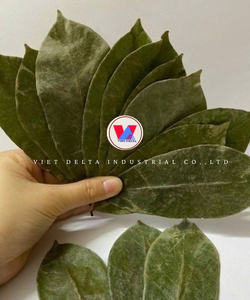 Hojas de Guanábana Orgánicas, Guanábana, Guanábana Roja, 100% Secas Naturalmente - Hojas Grandes - Calidad Superior - Product Image 4