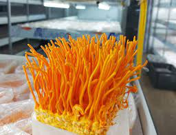 Cordyceps militaris แช่แข็งแห้งสำหรับแบรนด์อาหารเสริม - Product Image 5
