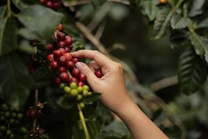 HANCOFFEE Productor Fabricante de Nuevos Cultivos al Mejor Precio Arábica Robusta Grano Verde de Café Sin Tostar de Alta Calidad - Product Image 2