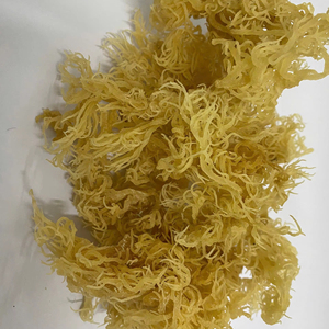 Algues Marines Séchées Biologiques AD de Haute Qualité, Assaisonnées, en Sac – Contactez Mme Lily – Certifiées HACCP - Product Image 1