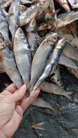 Arenque Seco Bajo en Sal al por Mayor de Vietnam y Filete de Arenque Seco Sin Sal, Suministro a Granel de 10 kg
