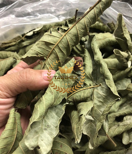 100% feuilles de goyave séchées naturelles du Vietnam en gros pour la fabrication de thé de très bonne qualité et prix bon marché - Product Image 6