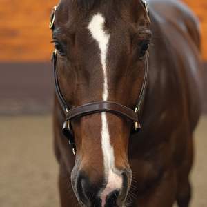 Cabestro de Cuero para Caballo de Alta Calidad, Producto Textil y de Cuero Premium de Fábrica Directa, Proveedor Principal - Product Image 3