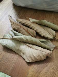 ใบฝรั่งแห้งในเวียดนาม: คุณภาพสูงและราคาไม่แพง - Product Image 5