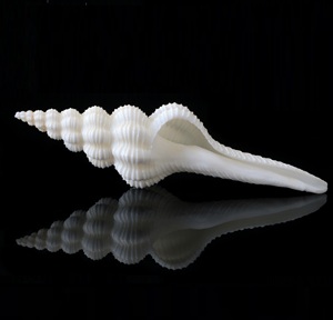 Conchas Blancas Naturales de 6-8'' al por Mayor para Fabricación de Joyería, Manualidades y Decoración de Playa - Product Image 1