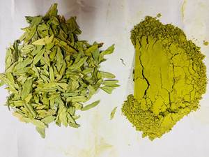 Polvo de Hoja de Senna Seca al por Mayor para la Salud de la Piel y el Cabello, Rico en Proteínas, Disponible en Envases a Granel - Product Image 5