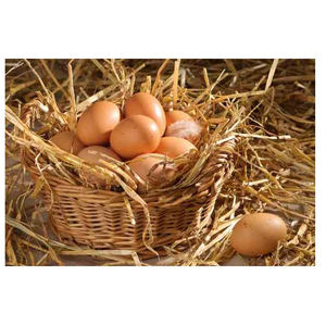 ไข่ไก่สดสีน้ำตาล จำหน่ายจำนวนมากสำหรับบริโภคประจำวันและแปรรูปอาหาร - Product Image 2