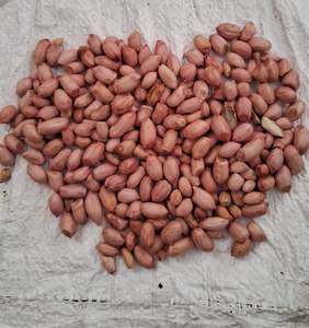 Direct Supplier of Organic Customized <b>Packing</b> 100kg <b>Peanuts</b> Kernel Specification Raw Blanched Red Kernel <b>Peanut</b> Grade-A Austria - Product Image 4