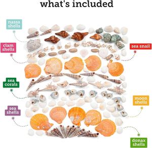 เปลือกหอยและเปลือกหอยทากคุณภาพสูงในราคาที่แข่งขันได้จากเวียดนาม - Product Image 3