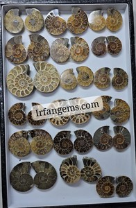 Amonites Fósiles Naturales de Alta Calidad al por Mayor, Espécimen Mineral en Rodajas, Pequeños Fósiles de Amonites en Venta, Lote de Piedras para Joyería Cabujón - Product Image 2