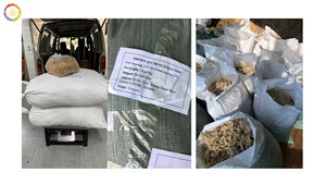 Algues Eucheuma Cottonii de haute qualité en gros naturel jaune et violet végétalien Superfood 100% algues végétaliennes naturelles - Product Image 4